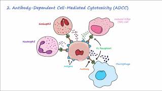 Type II Hypersensitivity  Mechanisms Described Concisely [upl. by Caldwell]