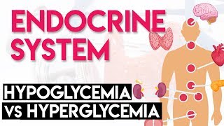 Hypoglycemia vs Hyperglycemia  Endocrine System Part 3 [upl. by Ahsiatal177]