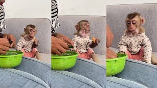 Monkey Bryan eats fruits looks yummy  cute monkey animals eating [upl. by Eikciv]