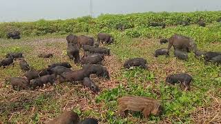 The Best Pig Group in the Village  Beautiful Rural Nature  pigs  boar  funny pig  pigs facts [upl. by Noiwtna]