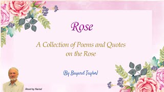 A Collection of Poems and Quotes on the Rose  By Bayard Taylor Read by Narad [upl. by Faye]