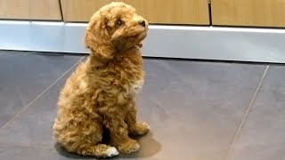 Cockapoo puppy training  1  recall command [upl. by Sosthina89]