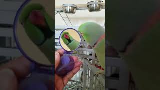 Indian Ringneck parrot talking [upl. by Kipp]