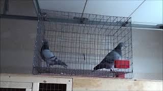 Racing Pigeon Polygamous  Stallion System Breeding [upl. by Aiuqat]