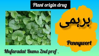 Barhami  برہمی pennywort برہما بوٹی Plant origin drug Mufaradat Bums 2nd prof [upl. by Adnilreb633]