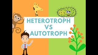 Difference Between Heterotrophs and Autotrophs Difference it [upl. by Nadnerb426]