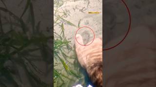 Pesca in Mare Con le Mani pescainmare seppia [upl. by Dnomsad]