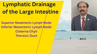 Lymphatic Drainage of the Large Intestine [upl. by Belle]