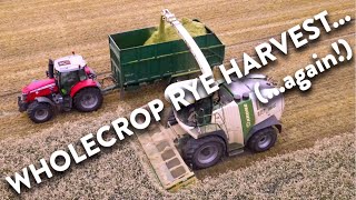 4Kᵁᴴᴰ Harvest 2023 L W Halls Krone Big X 770 forager whole cropping rye near Beccles Suffolk [upl. by Annoyk]