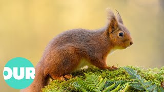 The Incredible Scottish Highlands 4K Documentary  Our World [upl. by Springer]