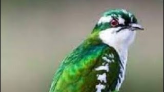 Diederik cuckoo  shimbirtaan yaa yaqaan magaceeda [upl. by Ecire]