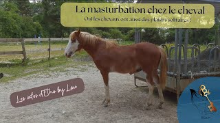 La masturbation chez le cheval [upl. by Gazzo62]