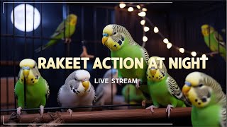 Parakeet Action at Night  Live Stream of Budgies’ Nighttime Fun [upl. by Haissi]