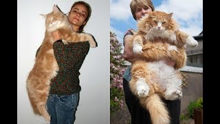 TOP 5  NAJVECE MACKE NA SVIJETU  WORLDS FATTEST CATS [upl. by Uird619]