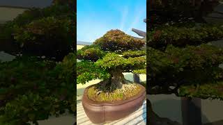 Satsuki Azalea Bonsai in Fall bonsai bonsaitree garden bonsaigarden gardening tree plants [upl. by Cyrillus]