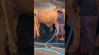 Gigantic Holstein Bull Enjoys Getting Showered During a Heatwave [upl. by Charin822]