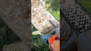 Chopping tops with an electric chainsaw treeworker [upl. by Keene]