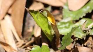 Cryptocoryne usteriana again DIscoveryPlanet [upl. by Sorac]