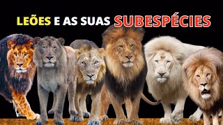 TODAS AS RAÇAS OU SUBESPÉCIES DE LEÕES Panthera leo [upl. by Pessa807]