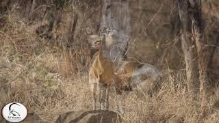 Painted Klipspringer Antelope [upl. by Octavius]