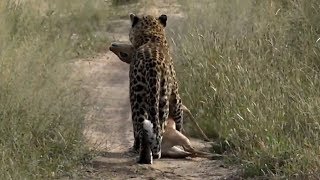 SafariLive April 28  Successful hunt for Leopard Thandi [upl. by Nolyaw]