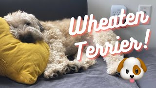 Living With a Soft Coated Wheaten Terrier [upl. by Nirrep]