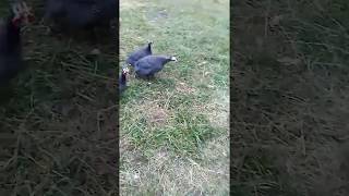 How to tell Female from Male with Guinea fowl Female and male sounds [upl. by Aneeroc]