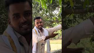 आइये गाँव और आमों का आनंद लीजिए  Pradeep Maurya Amethi [upl. by Letizia]