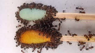 Black Odorous Ants and Colorful Honey Sticks [upl. by Halli]