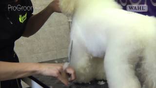 Grooming Guide  Bichon Frisé Pet or Salon Trim  Pro Groomer [upl. by Leese]