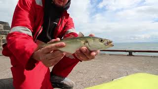 FISHING ANSTRUTHER FIFE [upl. by Lertnek]