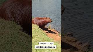 Saudade do Iguaçu iguaçu rios capivara [upl. by Gensler]