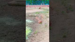 Zoo all as animals youtube shorts  short feed  short video  smughal52 [upl. by Rheingold]