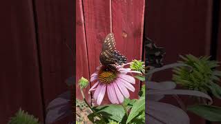 swallowtail butterfly echinacea [upl. by Kailey]