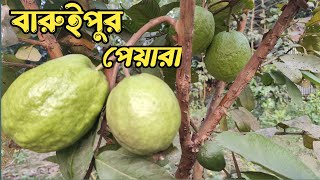 বারুইপুরের পেয়ারা এখন নিজের বাগানে  Baruipur Guavas in own Garden [upl. by Gawen]