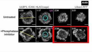 biosights February 21 2011 Curbing the Killer Instinct [upl. by Nylidnam358]