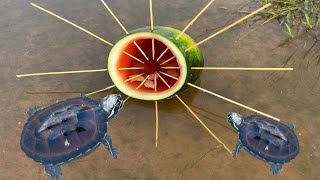 Survival Skills SIMPLE and USEFUL with watermelon Turtle trap [upl. by Eenafets]