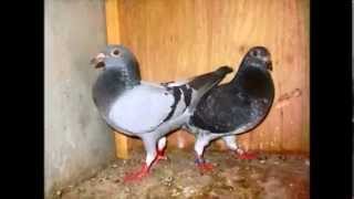 Association Colombophile Dakaroise la colombophilie sénégalaise pigeon voyageur [upl. by Sufur]