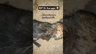 RIP di Karuppi 😭 rip dogsave dogs inhumanity inhumans pleasecheckvechicletyre before start [upl. by Sisson]