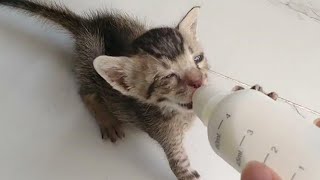 Rescue Orphan Kitten Is Starving And Begs For Bottle Feeding [upl. by Kutzer]