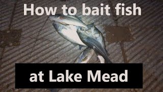 Fishing Through the Storm for Striped Bass Lake Mead [upl. by Odlaumor]