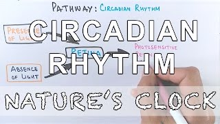 Circadian Rhythm  Pathway of Biological Clock [upl. by Robers]