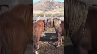 Horse mare ran away to the stallion । Horse mating [upl. by Strohl]