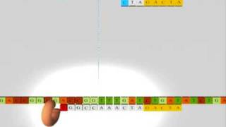 Sequencing DNA RNA Nucleics Acids Secuenciacion ADN acidos nucleicos [upl. by Leinad]