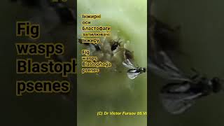 How are fig wasps Blastophaga psenes emerging from caprifig of fig tree Females Agaonidae Chalcids [upl. by Pitzer]