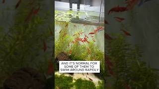 How To Setup A Walstad Method Cherry Shrimp Breeding Tank aquarium fishtank plantedtank [upl. by Renelle]