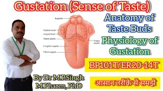 Gustation Sense of Taste  Anatomy of Taste Bud amp Gustation Pathway  HAPI  BP101T amp ER2014T [upl. by Onyx51]