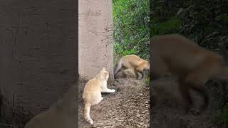 Fox Vs Brave Cat exlittlebeans Catvid19 GingerandPepper cat trending [upl. by Zelazny]