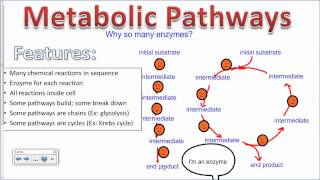 Allosteric Enzyme Inhibition IB Biology [upl. by Irrehc268]