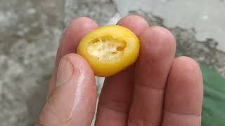 Gmelina arborea  eating white teak fruit at Parambanan in Java [upl. by Lundeen523]